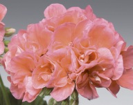 Pelargonia ŁOSOSIOWA zonale Grandeur Classic Light Salmon