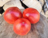 Pomidor Plaster miodu (Honey Comb) kolekcjonerskie nasiona pomidorów