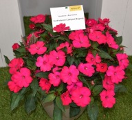 Niecierpek SŁONECZNY Sunpatiens Compact Magenta