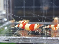 Krewetki Caridina PRL Linia Jensena 10sztuk - bardzo stabilna linia