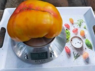 Pomidor Afternoon Delight Popołudniowa Rozkosz nasiona kolekcjonerskie