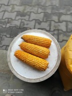 KUKURYDZA Kolby 10 kg