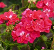 Pelargonia DUŻA INTERSPECIFIC Calliope M Hot Pink