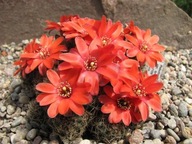 Kaktus ,Rebutia, Mediolobivia atrovirens v. brunneoradicata FR 1109