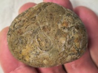 Skamieniałe koralowce algi glony agaty muszlowe