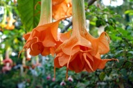 Brugmansia datura, Angels Show Time