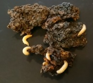 Mole woskowe, barciak większy, owady karmowe, 250 sztuk