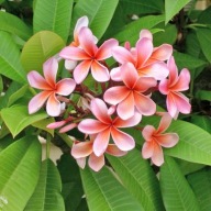 Plumeria Rubra – Egzotyczna roślina doniczkowa do wnętrz UNIKAT