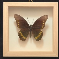 Motyl w gablotce Battus Polydamas 4