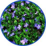 Barwinek zimozielony, kwiat niebieski