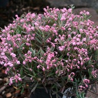 Modrzewnica 'Blue Ice' Andromeda polifolia