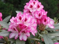 Różanecznik 'Hachmann's Charmant'