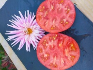 Pomidor DWARF Artic Rose niski idealny do donic malinowy samo kończący