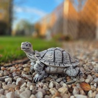 Figura Betonowa Żółw Żółwik Ozdoba dekoracja do ogrodu z betonu 5kg 23cm