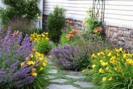 liliowiec stella d'oro sadzonka w pojemniku wieloletnia mrozoodporna