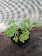 Rozchodnik okazały (Hylotelephium erythrostictum)