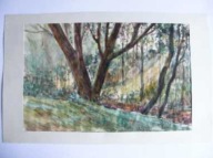 AKWARELA BIAŁOWIEŻA 1988 R