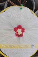 Hibiscus "Summerific" French Vanilla Sadzonka 5l