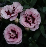 Goździk Dianthus Oscar Purple Star