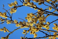 Wierzba iwa męska sztobry zrzezy 15 szt. plantacje bazi - ule MIODODAJNA