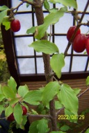 Dereń drzewiasty szczepiony owocujący jadalny inny