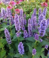 Kłosowiec - niebieski - 500 nasion