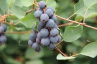 Świdośliwa olcholistna AMELA Nowość słodka