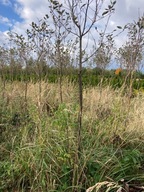 jarząb szwedzkiobwód pnia 10-15m