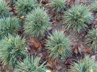 Strzeplica sina - trawa ozdobna niska