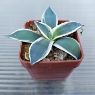 *KAKTUSY* AGAVE PARRYI V. PATTONA - WM 9807