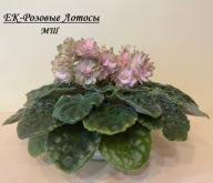 Fiołek afrykański# EK-Rozovyye Lotosy # sadzonka