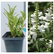 Odętka wirginijska "Alba" Do cienia Śliczne białe kwiaty Sadzonka P9