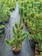 Sosna drobnokwiatowa Pinus parviflora 'Koru' NA BIG BONSAI
