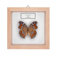 Motyl w gablotce Precis octavia 2