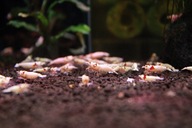 Krewetki Prl Pure Red Line SSS 10szt + gratis