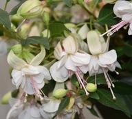 Fuksja BIAŁA KRZACZASTA Polar FUCHSIA