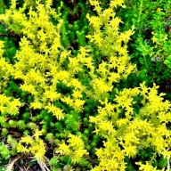 Rozchodnik ostry (Sedum acre) P9 żółty złoty dywan, skalniak mrozoodporny