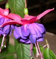 Fuksja zwisająca Fuchsia Blue Eye