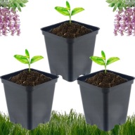 DONICZKI DO ROZSADY PIKOWANIA SADZENIA 9X9X9,5CM 0.5L 50 SZTUK