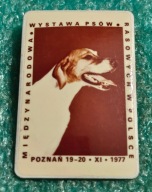 ODZNAKA MIĘDZYNARODOWA WYSTAWA PSÓW RASOWYCH W POLSCE - POZNAŃ 1977