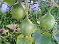 Tykwa Mini Ball Nasiona Nowy gatunek