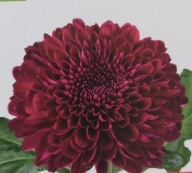 CHRYZANTEMA ZIMUJĄCA ## GAMPI BORDO , #####