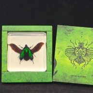 Chrząszcz zatopiony w żywicy akrylowej Skarabeusz - Chafer Beetle