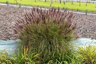 Miskant chiński RED CHIEF sadzonka 2l