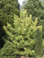 ZŁOCISTE, DUŻE DRZEWO Sosna czarna 'Goldfingers'