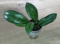 Hoya Hoja CRASIPETIOLATA ukorzeniona