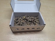 ZESTAW KOKONY PSZCZOŁY MURARKI + TRZCINA PO 100 szt PUDEŁKO LĘGOWE GRATIS