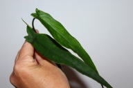 Syngonium Lance Leaf- sadzonka