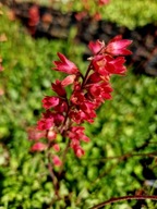 Żurawka krwista, XXL, bardzo odporna