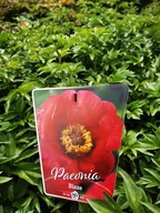 Piwonia BLAZE duża sadzonka 3-5 oczek w donicy 5 l